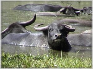Water Buffalo Curtosey of Wikipedia