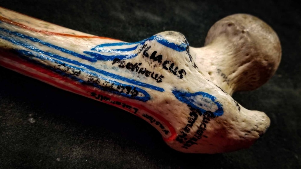 Cadaver Bone with medical markings Artisan Dice